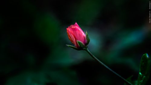 Rose ... Alone